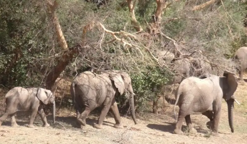 faune_18_000_elephants-1